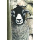 Nosey Parker By Sandra parker