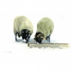 Owt Left In Trough By Sandra Parker